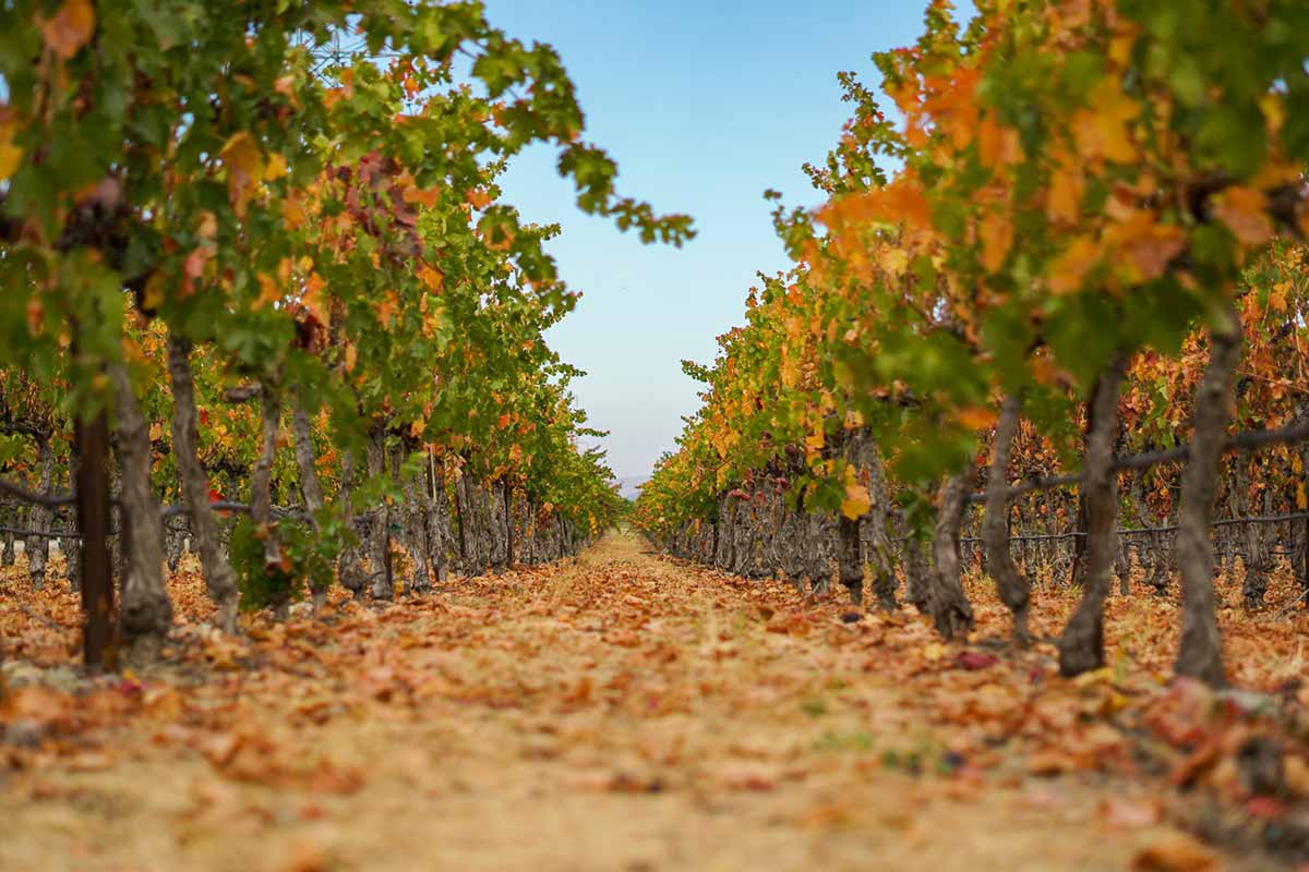 Golden vineyards in California.