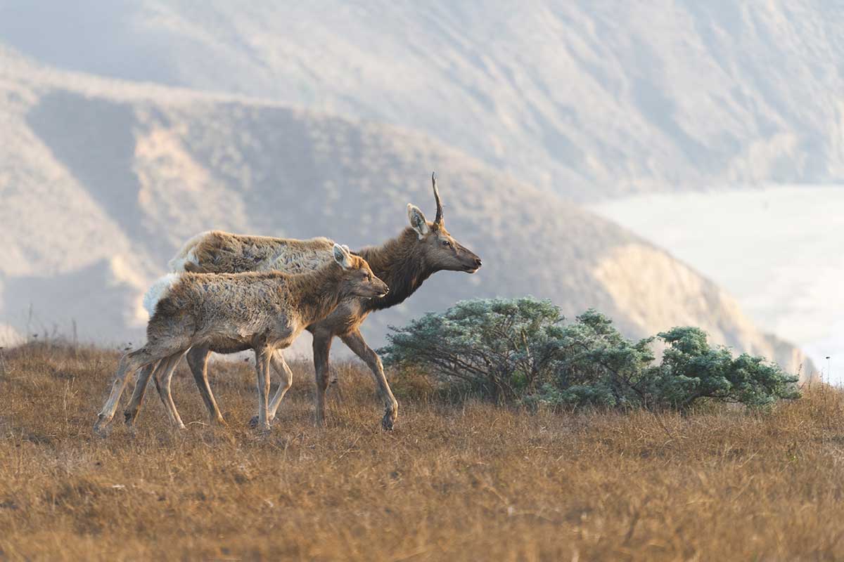 Tule Elk in Point Reyes, California.