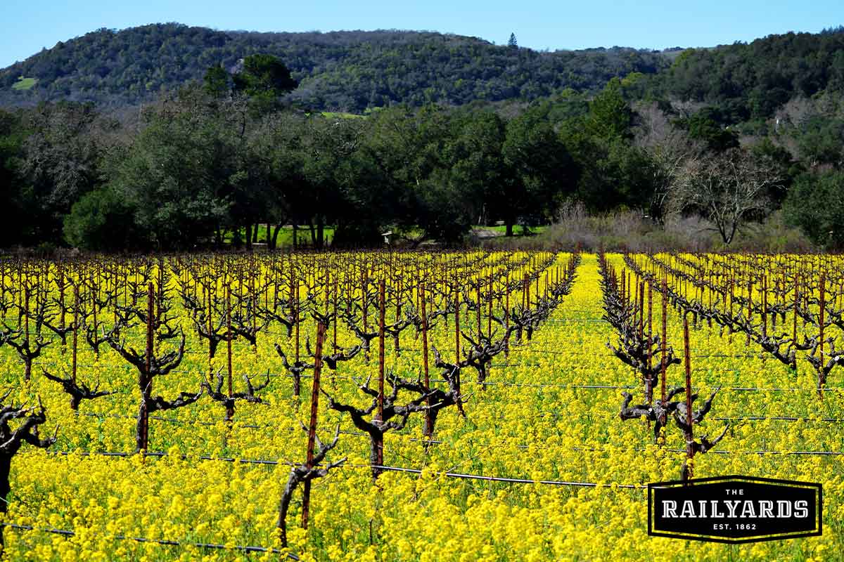 A vineyard blanketed with yellow mustard flowers.