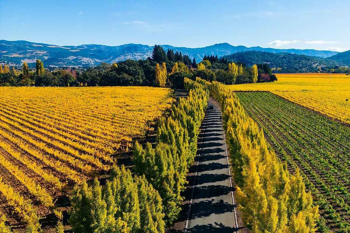 Fall colors in Napa Valley